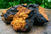 Birch Chaga Research