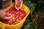 What Country Produces the Most Coffee?