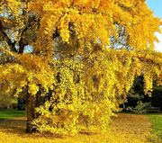 Ginkgo Biloba: A Dive into Science and Flavor