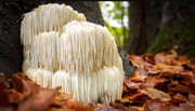 Lion’s Mane Mushroom Research
