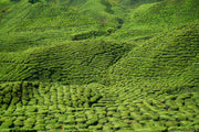 Where Was Tea First Cultivated?